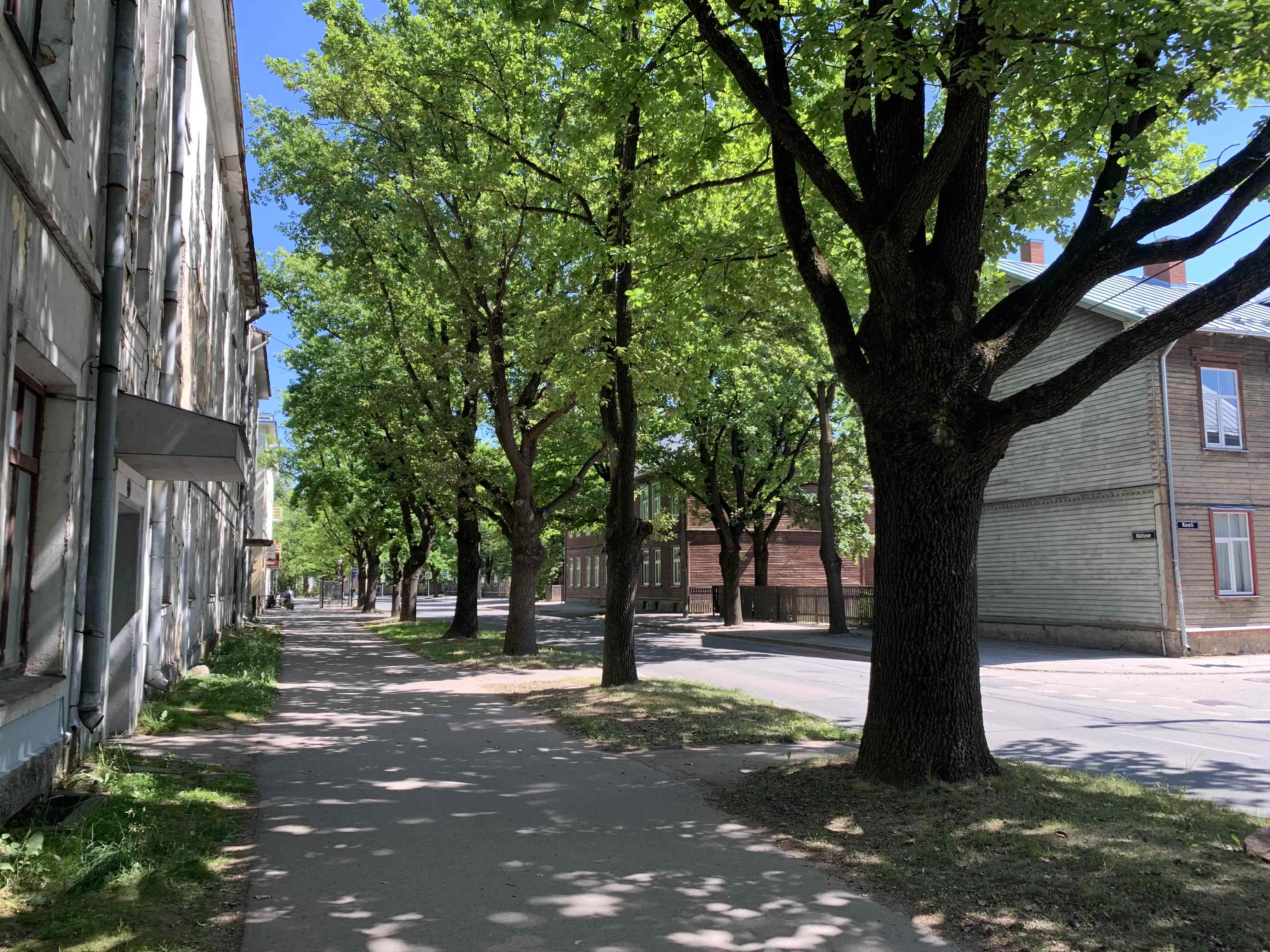 A view of Näituse street during summer.