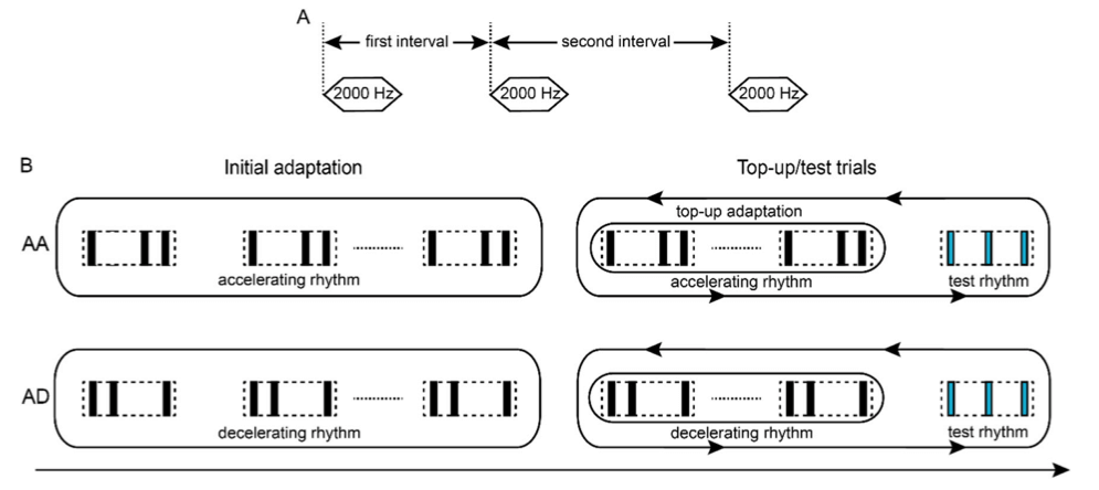 Figure 1. A schematic of accelerating and decelerating rhythms used by Li et al